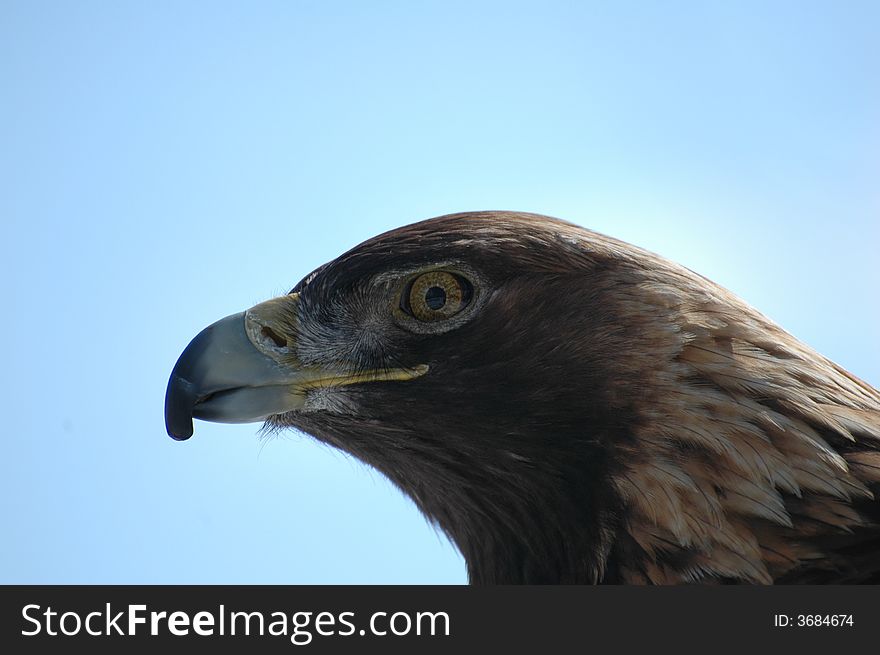 Close up shot of a screaming bald eagle. Close up shot of a screaming bald eagle