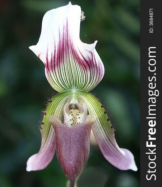 beautiful flower orchid Lady shoe