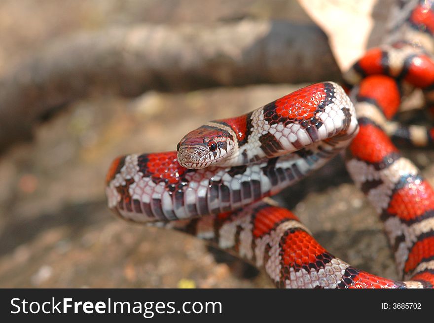 This brightly colored and beautiful picture of a red milksnake was taken in southern Illinois. This brightly colored and beautiful picture of a red milksnake was taken in southern Illinois.