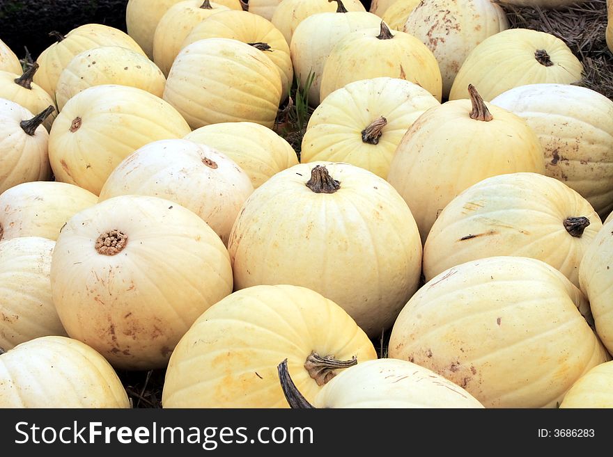 White Pumpkins at a road side farm stand