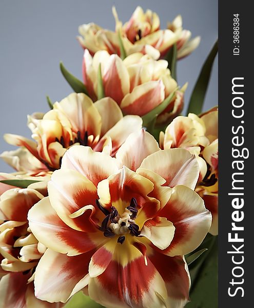 Red and yellow tulips on plain background