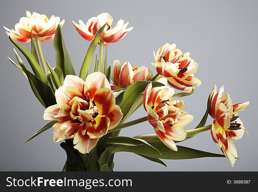 Red and yellow tulips on plain background