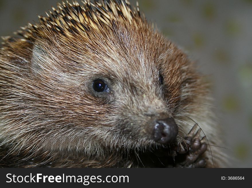 The Young Hedgehog