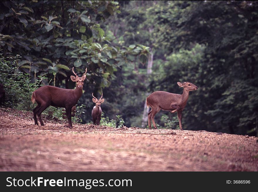 deers in nature rain forest