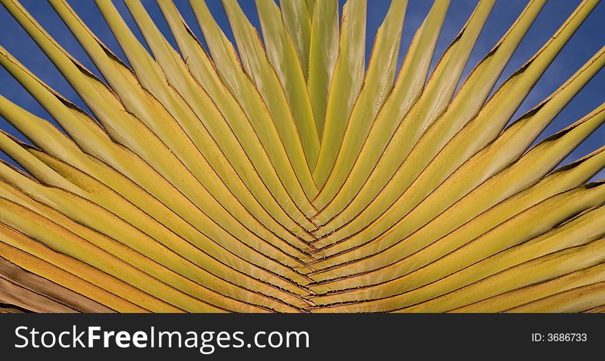 Detail of a fan palm, backed by a rich blue sky.