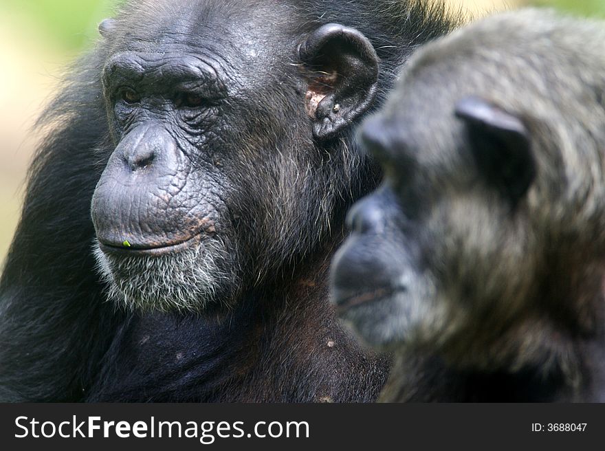 A family of chimpanzees found in the wild