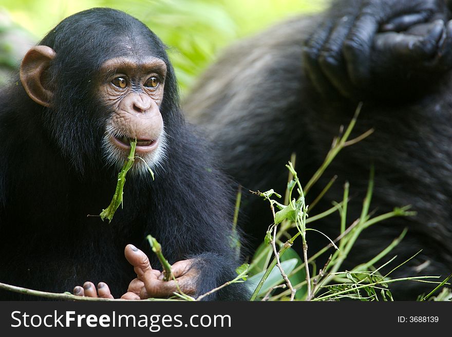 A family of chimpanzees found in the wild