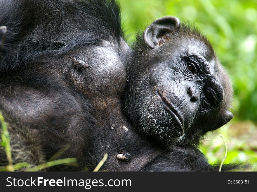 A family of chimpanzees found in the wild