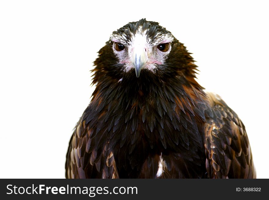 A Wedge Tailed Eagle set on a white background