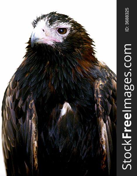 A Wedge Tailed Eagle set on a white background