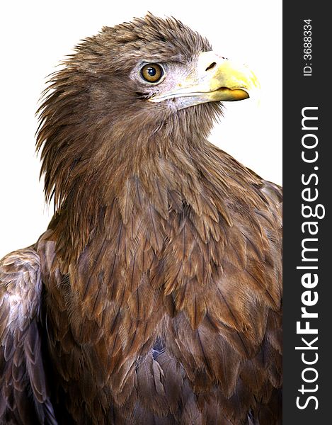 A White Tailed Sea Eagle set on a white background