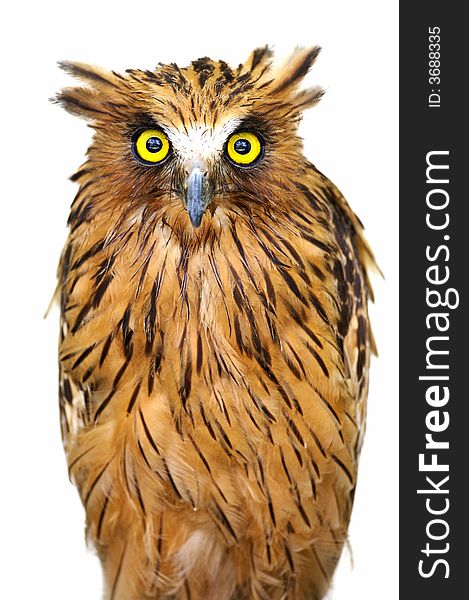 Malaysian Fish Owl