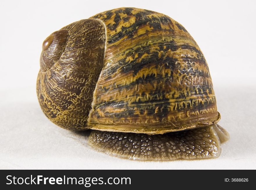 Closeup of a snail hiding in its shell, isolated on white background