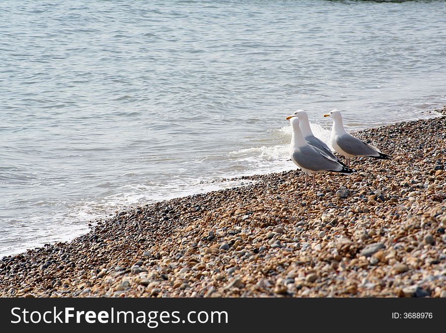 Three seagulls on the beach watching the sea