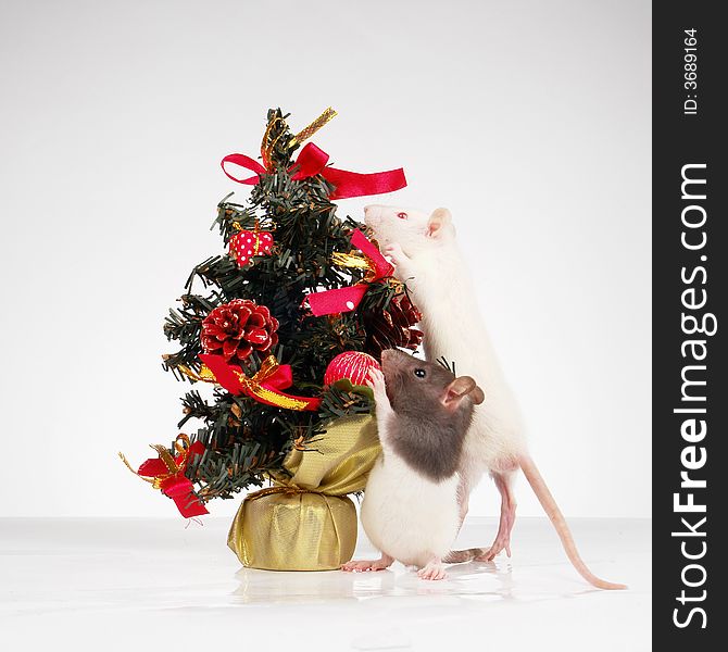 White rat on a white background