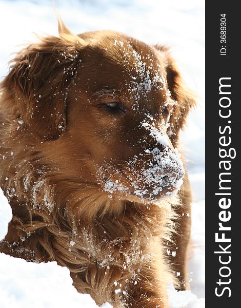 Golden Retriever playing in the snow. Golden Retriever playing in the snow.