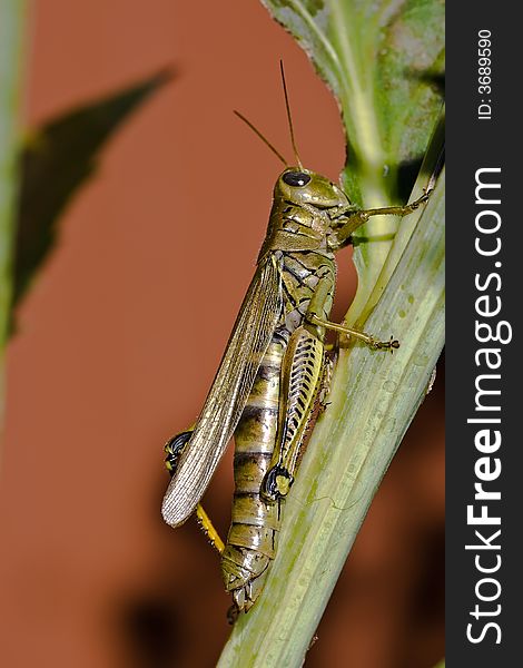 Macro shot of grasshopper on plant. Macro shot of grasshopper on plant