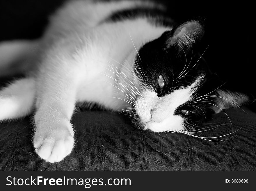 Dreamy photo of cat laying down - black and white. Dreamy photo of cat laying down - black and white