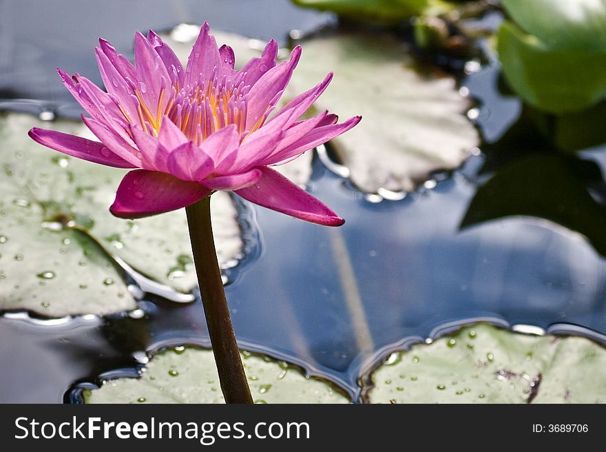 Close up of pink waterlily backlit. Close up of pink waterlily backlit