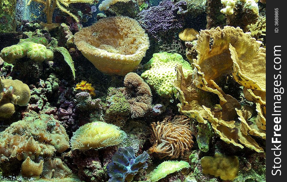 Photo of a live corals. Lives in an aquarium at the collector. Photo of a live corals. Lives in an aquarium at the collector.