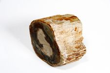 Petrified Wood Stock Images Petrified Wood Stock Images