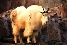 Mountain Goat Royalty Free Stock Photography Mountain Goat Royalty Free Stock Photography
