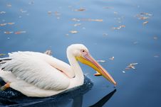 Pelican In Blue Waters Royalty Free Stock Image Pelican In Blue Waters Royalty Free Stock Image