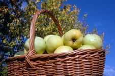 Basket Of Green Apples Royalty Free Stock Photo Basket Of Green Apples Royalty Free Stock Photo