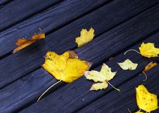 Wet Autumn Royalty Free Stock Photo Wet Autumn Royalty Free Stock Photo