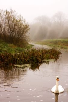 Swan On River With Fog Royalty Free Stock Photography Swan On River With Fog Royalty Free Stock Photography