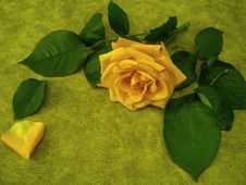 Yellow Rose For Decoration Royalty Free Stock Photos