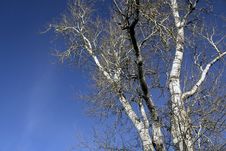 Bare Branches Royalty Free Stock Images