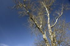 Bare Branches Royalty Free Stock Photos