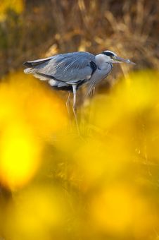 Grey Heron Royalty Free Stock Image