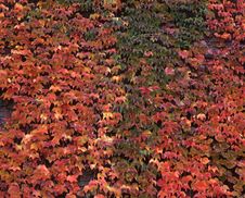 Ivy Wall Royalty Free Stock Photos Ivy Wall Royalty Free Stock Photos
