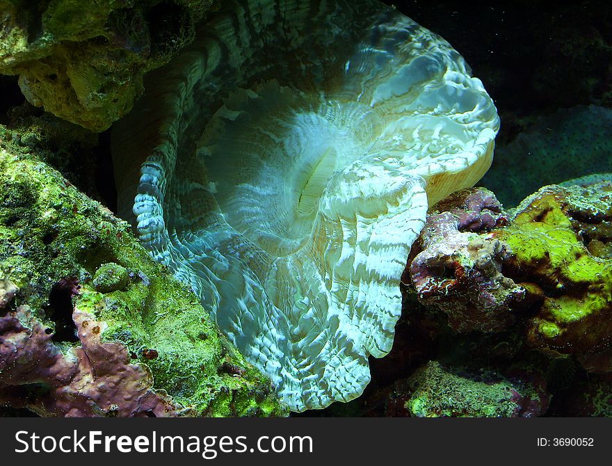This is an alive coral