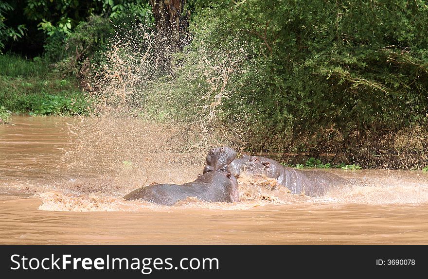 2 hippos fighting in a muddy river. 2 hippos fighting in a muddy river