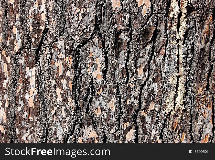Pine bark, detailed and close, good for background or texture use.
