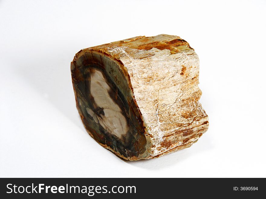 Cross-section of a piece of petrified wood