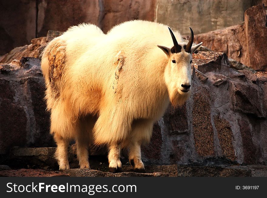 Mountain goat in moscow zoo