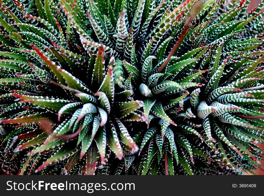 Closeup of leaves of a green cactus.