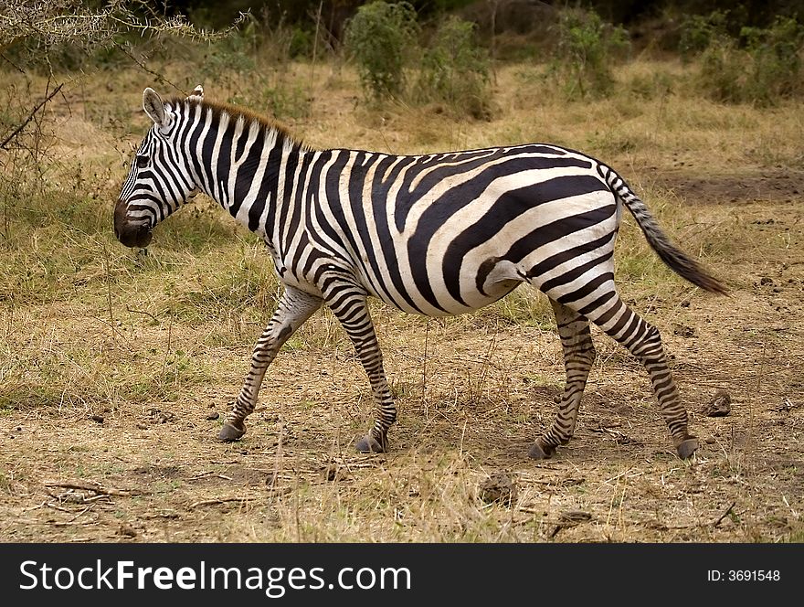 A zebra on the maasai mara game reserve in Kenya.
