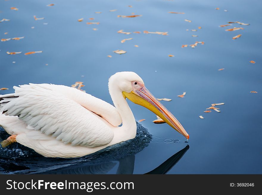 Pelican in blue waters