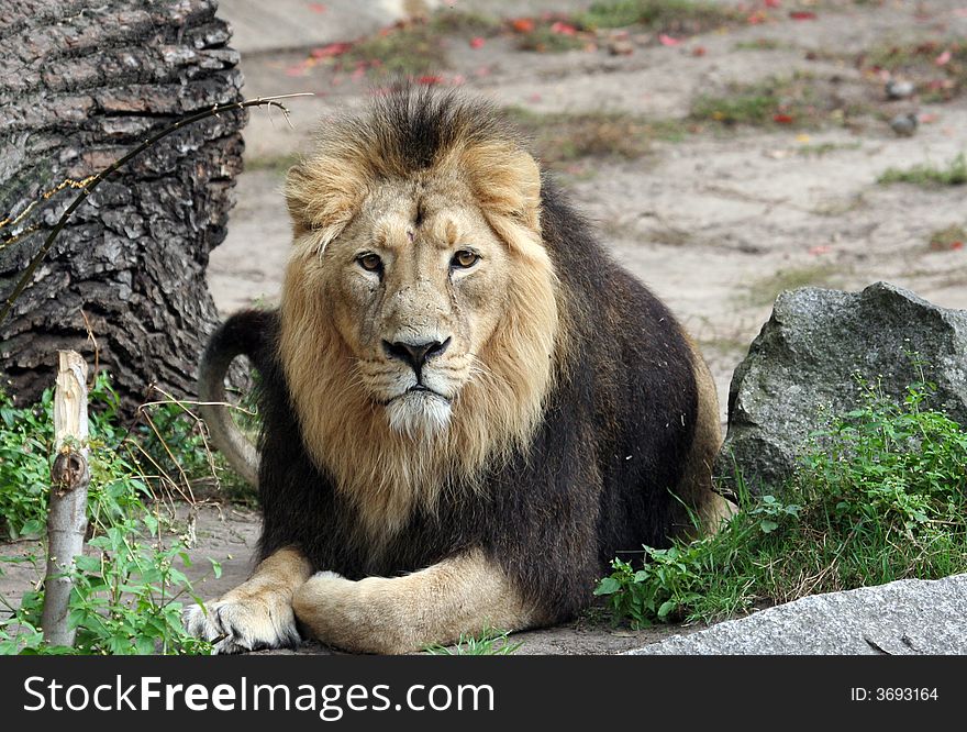 Portrait of a Noble Lion lying on the ground