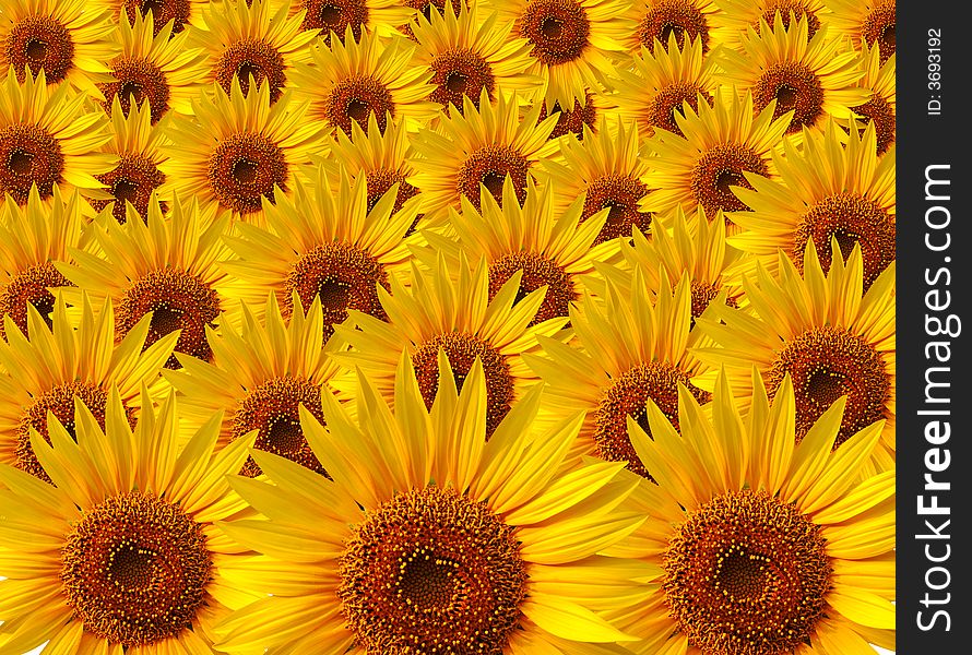 Several beautyful yellow sunflower composition. Several beautyful yellow sunflower composition