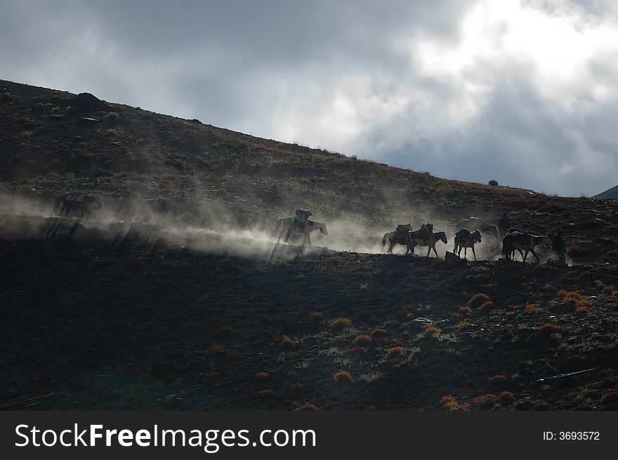 Horses of a trekker group, Ladakh, India.