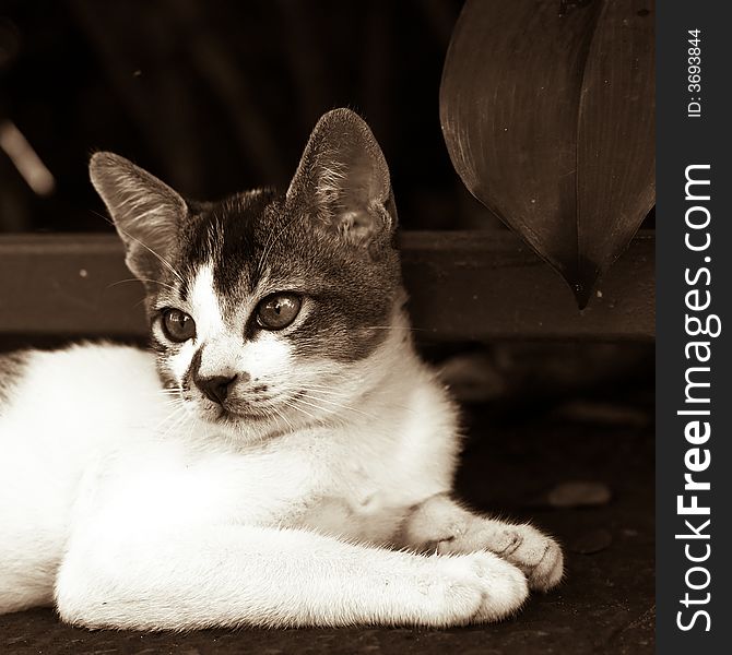 Stray kitten resting in between play. Seen on the street and sepia toned.