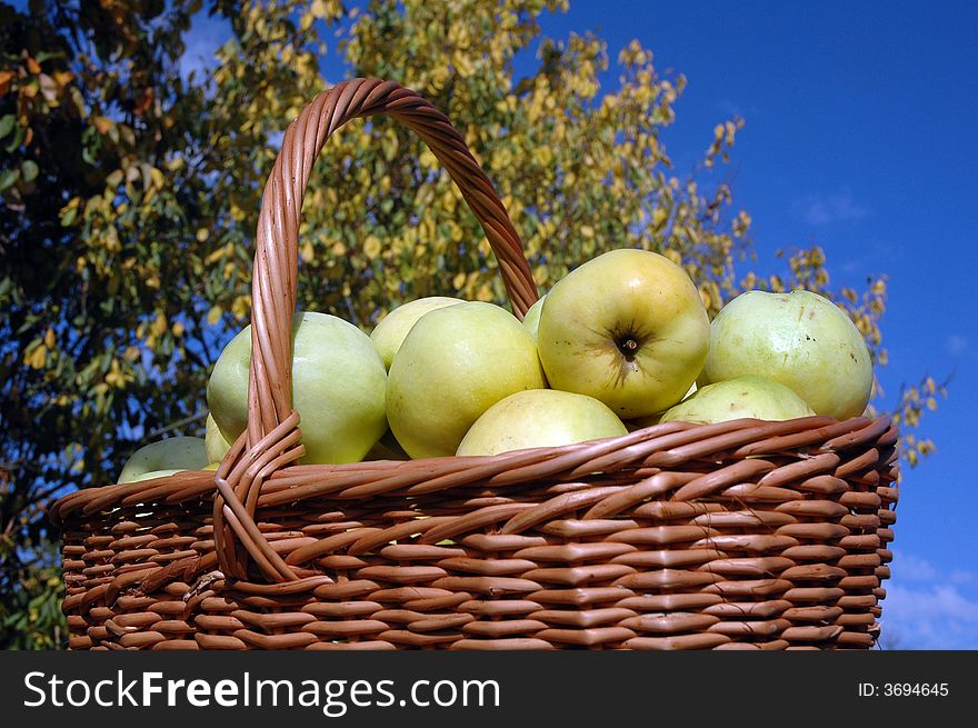 Basket of green apples