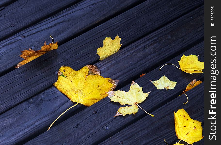 Golden autumn leaves on wet wooden deck. Golden autumn leaves on wet wooden deck