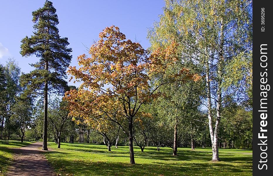 Path In Autumnal Park